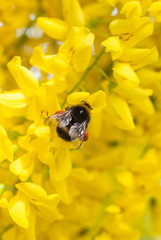 Bumble bee sitting among yellow flowers. Full pollen baskets. Corbicula. Laburnum, golden chain,...