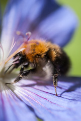 Bumble bee sitting on a purple flower, Perennial Geranium.