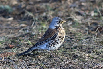 Turdus pilaris. Thrush the Fieldfare closeup in March in the South of Western Siberia