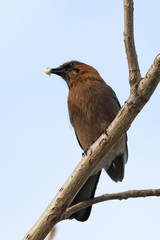 Garrulus glandarius. Jay on a spring day in the Altai territory of Russia