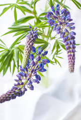 Purple lupin flowers in a vase on white background. Lupinus, lupine. Legume family Fabaceae. Lupinus polyphyllus.
