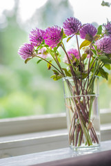 Red clover bouquet in class vase on windowsill. Trifolium pratense, Fabaceae.