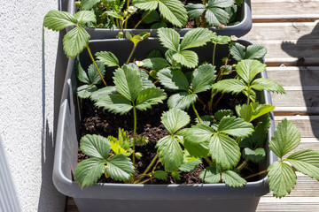 Plants de fraises en pot