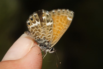 
Butterfly sitting on flowers on hand