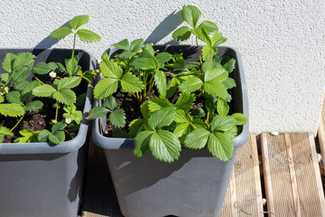 Plants de fraises en pot