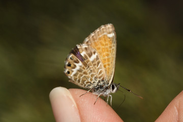 Fototapeta na wymiar Butterfly sitting on flowers on hand