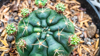 Closeup of  Gymnocalycium damsii, beautiful desert plant