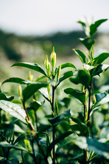 White tea sprout