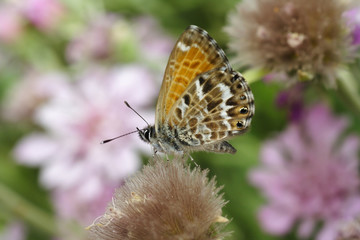 
Butterfly sitting on flowers in the garden