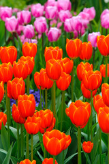Fototapeta premium beautiful tulip flowers outdoor on field