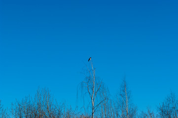Obraz premium a crow sits on top of a birch tree, Moscow