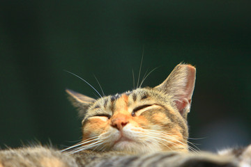 8 Nov 2008 the Street Cat at the island of hong kong
