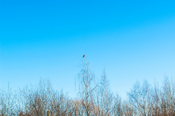 Obraz premium a crow sits on top of a birch tree, Moscow