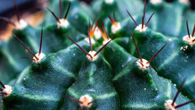 Closeup of Gymnocalycium mihanovichii with beautiful pattern