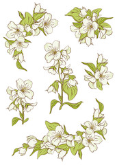 Jasmine branch with flowers and green leaves.