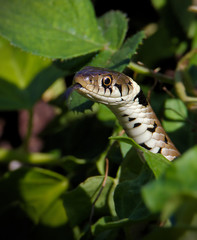 Head Shot Of A Grass Snake, Natrix natrix, Crawling Through The Undergrowth With Tongue Flicking In The Air Hunting, Looking For Food. Taken at Blashford Lakes UK