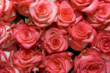 Background of bouquets of flowers. Roses. Design. Close up.