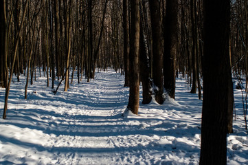 a lot of snow in the forest on a clear day, Moscow