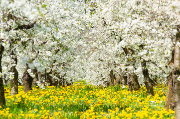 blooming apple trees at spring on field