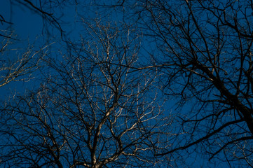 branches of a bare tree in winter against a bright blue sky, Moscow