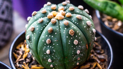 Closeup of  beautiful Astrophytum asterias cactus 