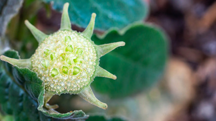 Flower full of seed of Dorstenia foetida, beautiful desert plant