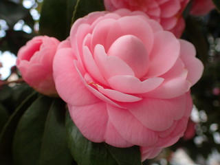 春の花ピンクの椿