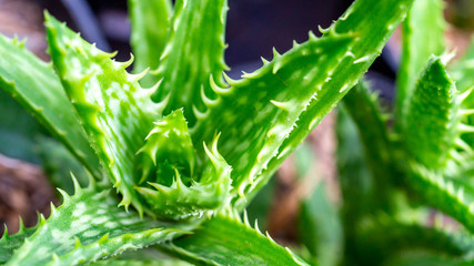 closeup of green Aloe vera, beautiful desert plant