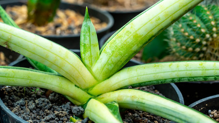 Closeup of beautiful variegated Sansevieria boncellensis