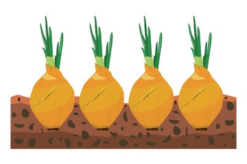 Growing onions in beds. Vector illustration