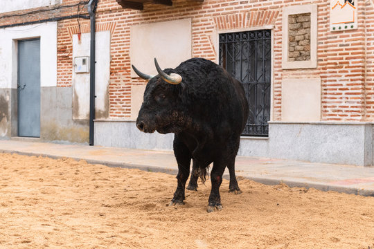 bull bravo together in the foreground during the celebration of the Spanish lockdown..