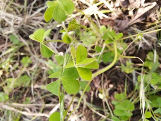 wild strawberry plants leaf