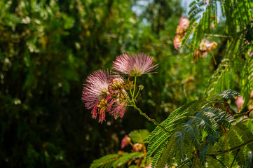 flower in the garden