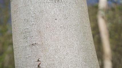 Tree Background sunny day texture