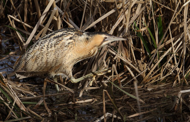 Bittern, Botaurus stellaris , walking, striding through reeds in a reed bed in shallow water hunting, looking for fish, food. Shows distinctive camouflage. Taken at Blashford Lakes UK