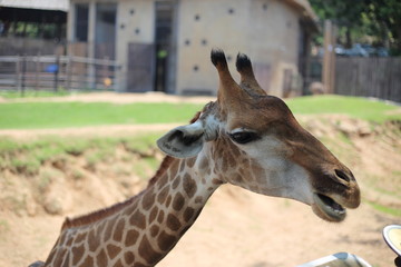 Giraffe at Khao Kheow Open Zoo, Chon Buri, Thailand