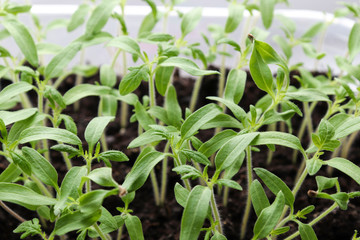 Seedling, young tomato plants growing in containers with soil close-up.