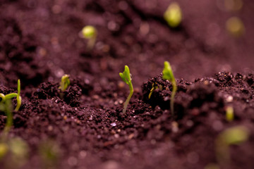 sprouts of young greenery in the ground, in early spring