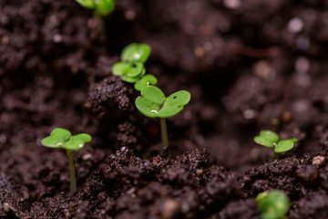 sprouts of young greenery in the ground, in early spring