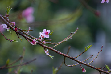 Peach blossom branch, soft focus