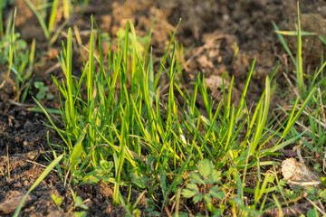 Close-up of first sprouts of lawn green grass in the garden in early spring