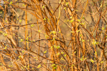 Obraz premium Background of a bush with fresh leaves unraveling from buds in spring
