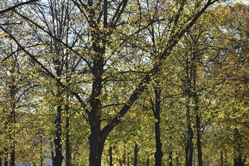 Fall leaves trees scene in a park in Charlottenburg Berlin Germany