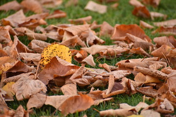 Fall leaves in the green grass in a park in Charlottenburg Berlin Germany