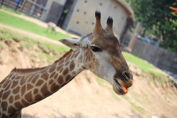 Giraffe at Khao Kheow Open Zoo, Chon Buri, Thailand