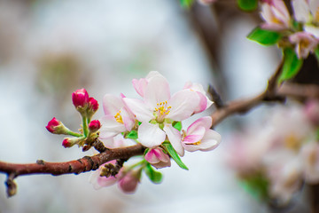 Apple blossom branch against brurred backround
