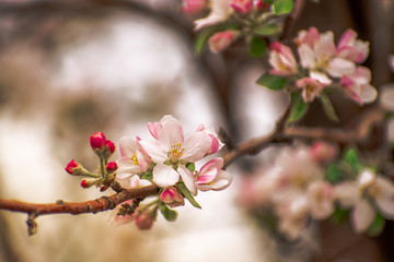 Spring apple blossoms against blurred background