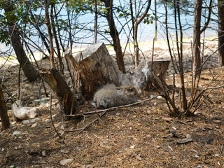 Siberian forest. True nature. One little rabbit.
A little rabbit is getting ready for winter. He has a gray coat.
