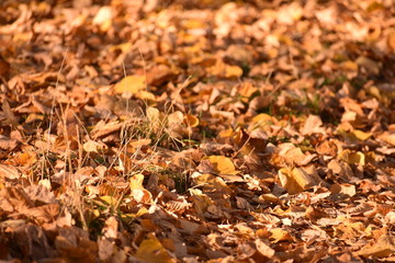 Fall leaves in a park in Charlottenburg Berlin Germany