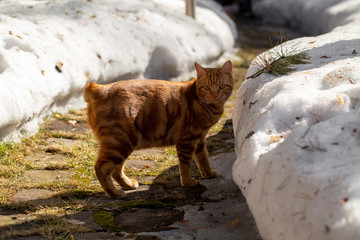 a red cat walks along a wooden fence in a spring garden